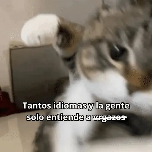 😺 DECILO CON UN GATO 😺