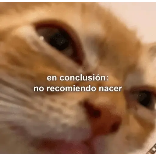😺 DECILO CON UN GATO 😺