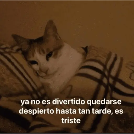 😺 DECILO CON UN GATO 😺