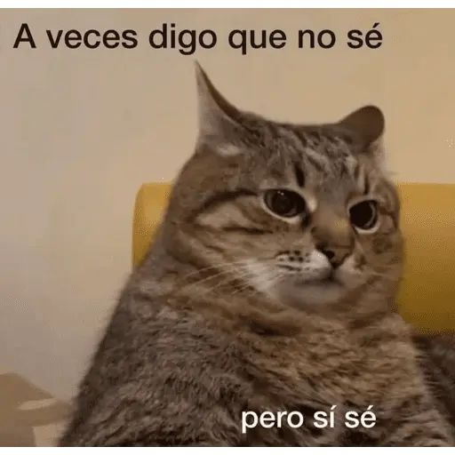 😺 DECILO CON UN GATO 😺