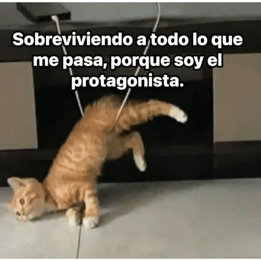 😺 DECILO CON UN GATO 😺