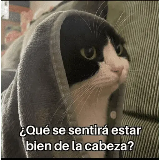 😺 DECILO CON UN GATO 😺