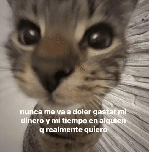 😺 DECILO CON UN GATO 😺