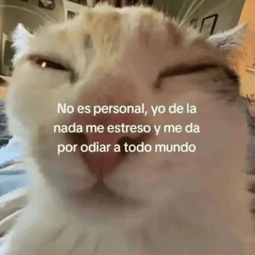 😺 DECILO CON UN GATO 😺