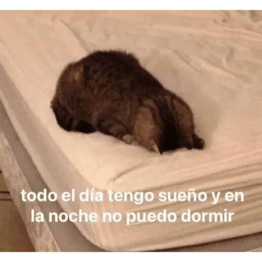 😺 DECILO CON UN GATO 😺