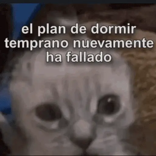 😺 DECILO CON UN GATO 😺