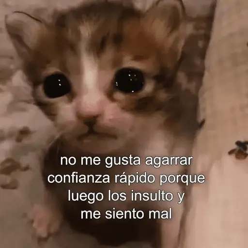 😺 DECILO CON UN GATO 😺