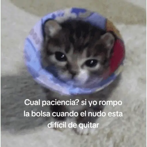😺 DECILO CON UN GATO 😺