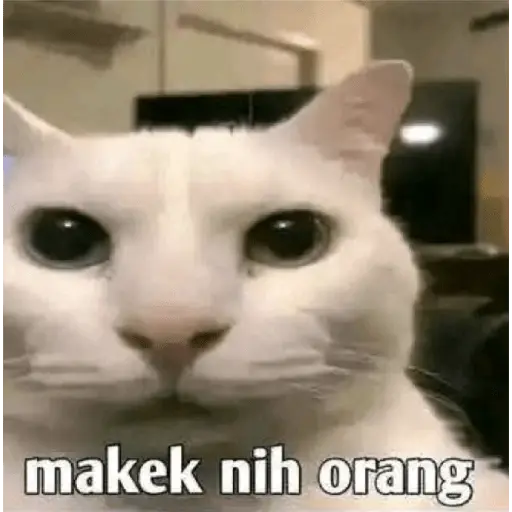 Tiktok Reaction Meme