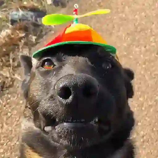 Perros Moods 3🐕‍🦺🐾