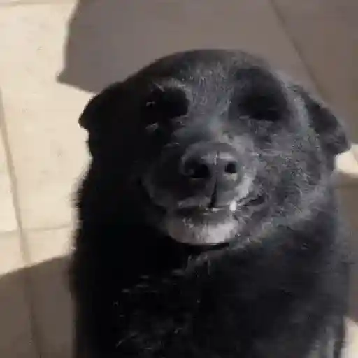 Perros Moods 3🐕‍🦺🐾
