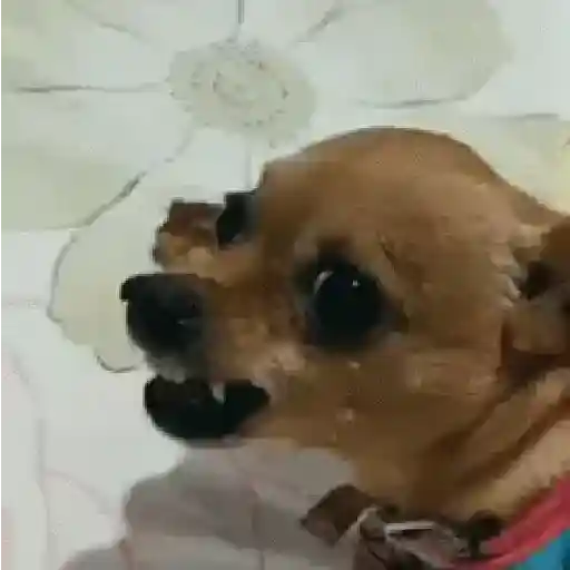 Perros Moods 3🐕‍🦺🐾