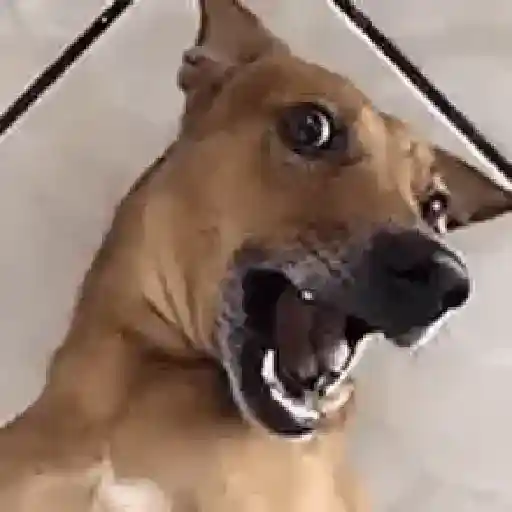 Perros Moods 3🐕‍🦺🐾