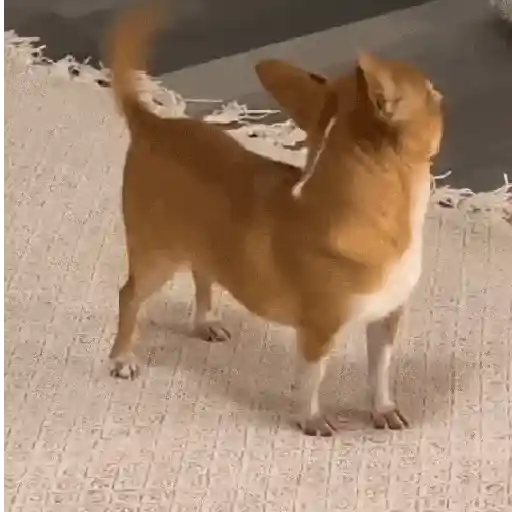 Perros Moods 3🐕‍🦺🐾