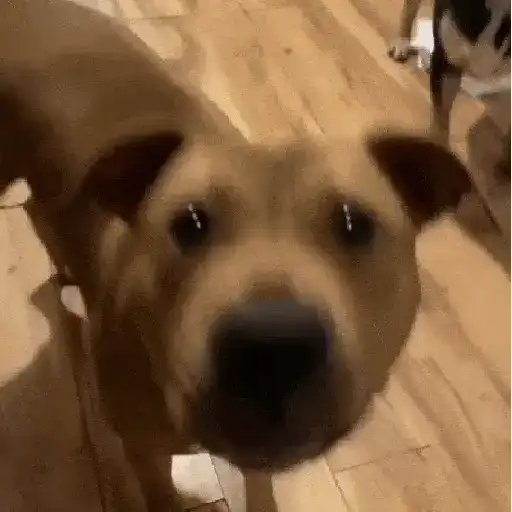 Perros Moods 3🐕‍🦺🐾