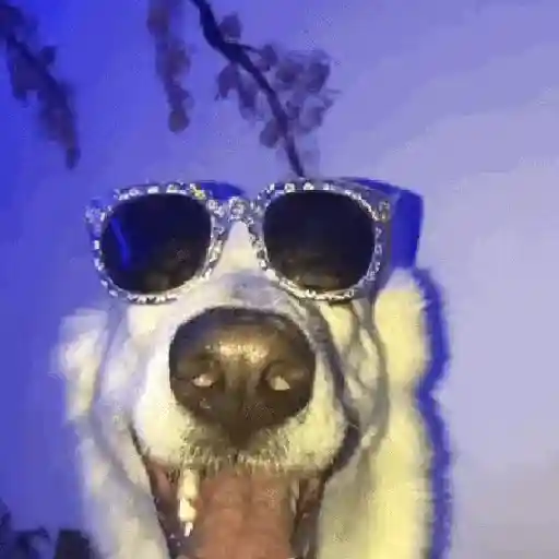 Perros Moods 3🐕‍🦺🐾