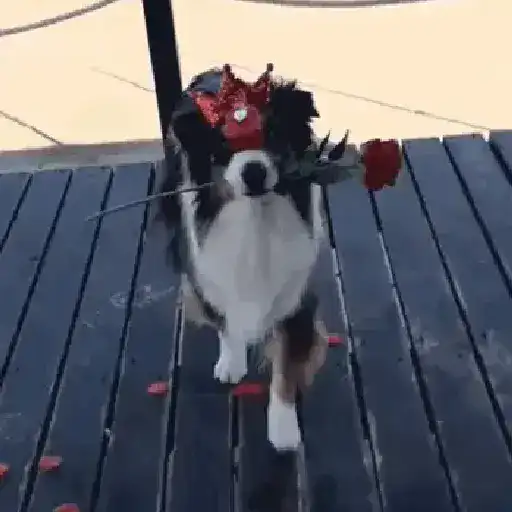 Perros Moods 3🐕‍🦺🐾