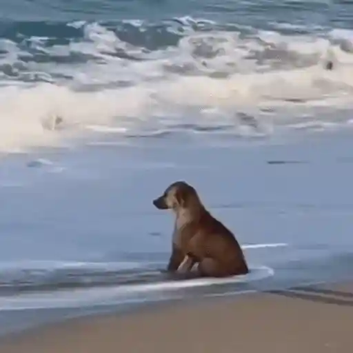 Perros Moods 3🐕‍🦺🐾