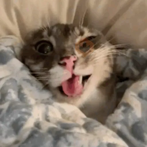 rigby the cat sticker 11