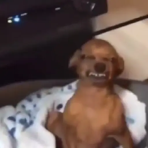 reacciones tiktok animadas