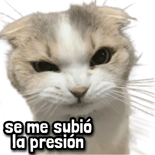 Gatos Frases! 😾😂