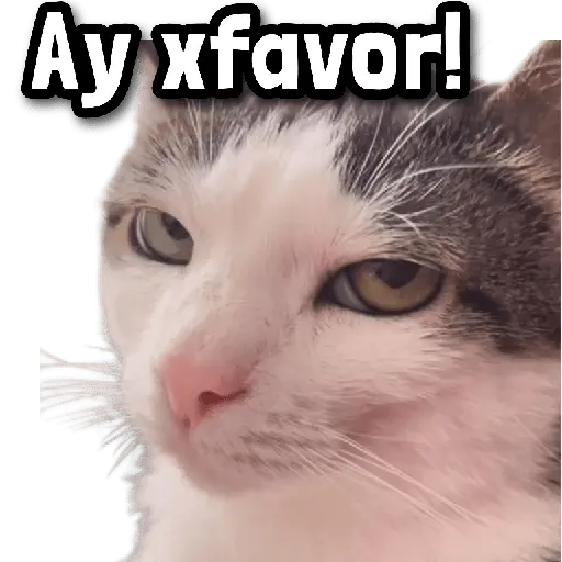 Gatos Frases! 😾😂