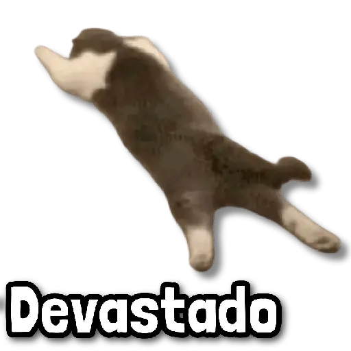 Gatos Frases! 😾😂