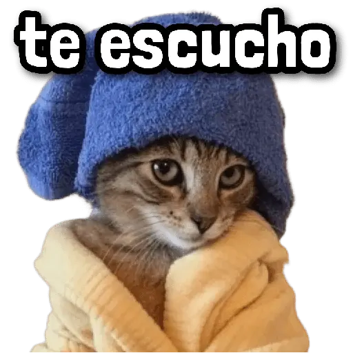 Gatos Frases! 😾😂