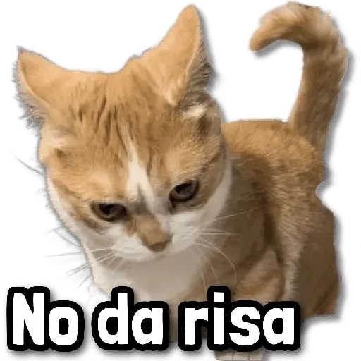 Gatos Frases! 😾😂