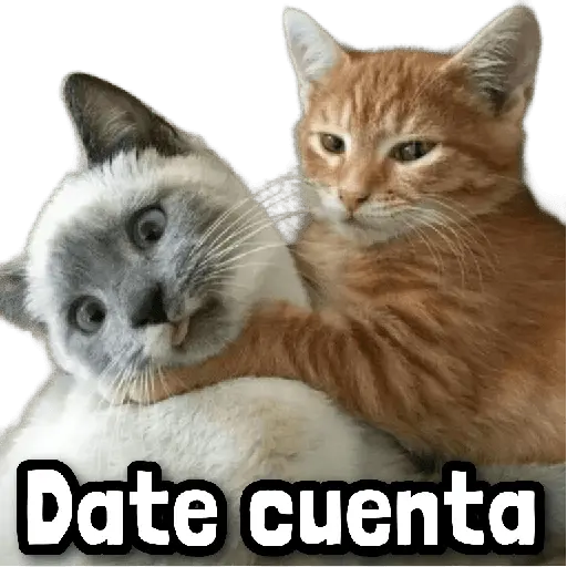 Gatos Frases! 😾😂