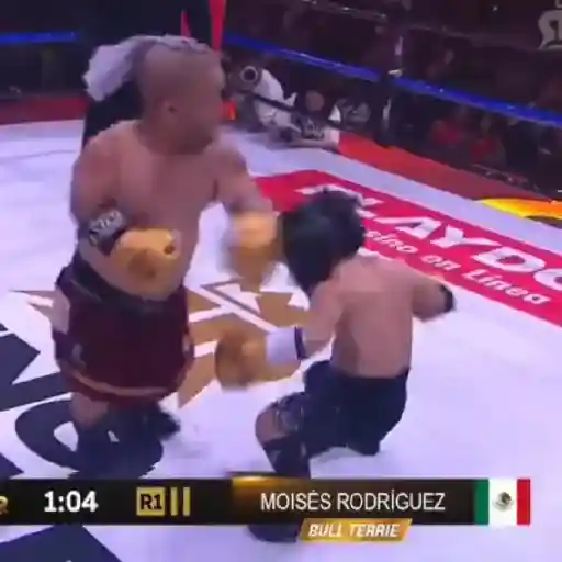 Ring Royale 🥊 Abelito 💥