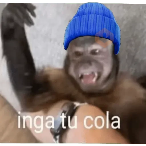 🐵🐒 Changos con Frío 🐒🐵 sticker 12