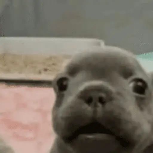 El bebe pelon de Jona