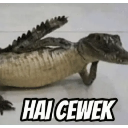 Meme