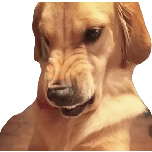 Memes que seguro no tienes sticker 16