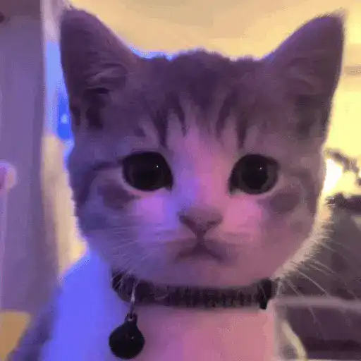 Gatos Curiosos😼👁️🗨️