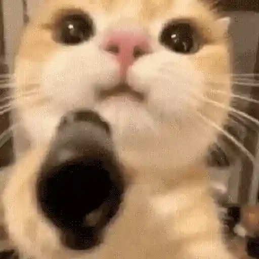 Gatos Curiosos😼👁️🗨️