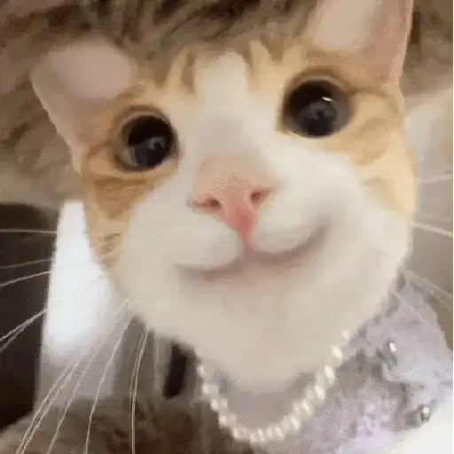 Gatos Curiosos😼👁️🗨️