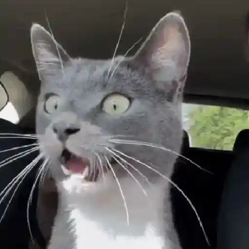 Gatos Curiosos😼👁️🗨️