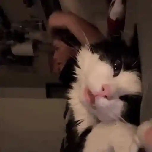 Gatos Curiosos😼👁️🗨️