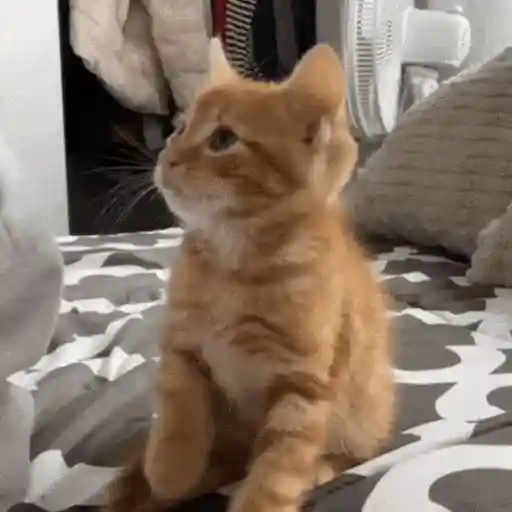 Gatos Curiosos😼👁️🗨️