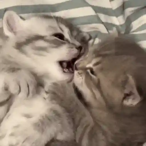 Gatos Curiosos😼👁️🗨️