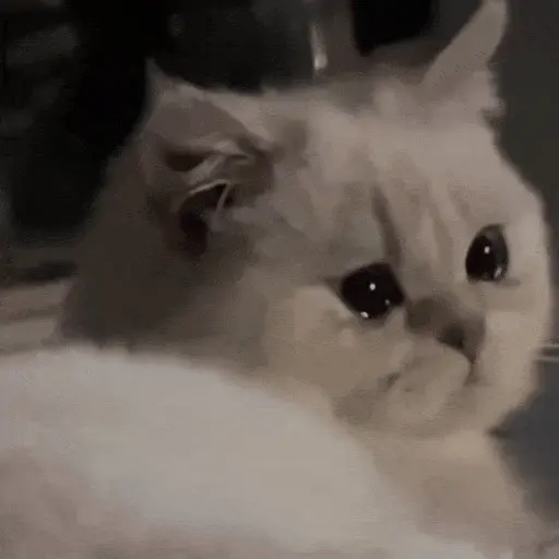 Gatos Curiosos😼👁️🗨️