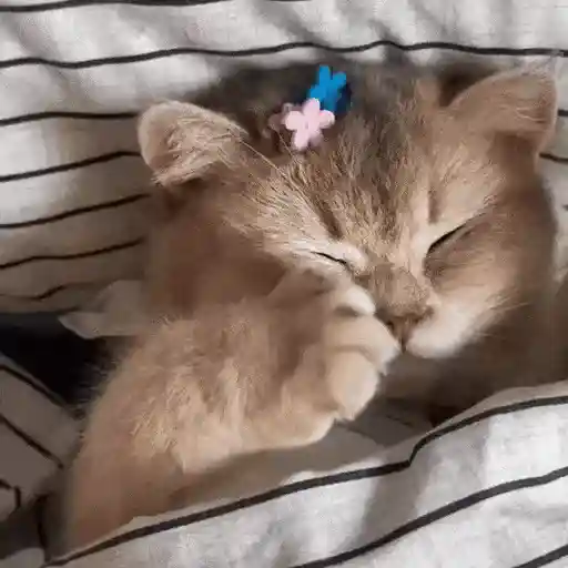 Gatos Curiosos😼👁️🗨️