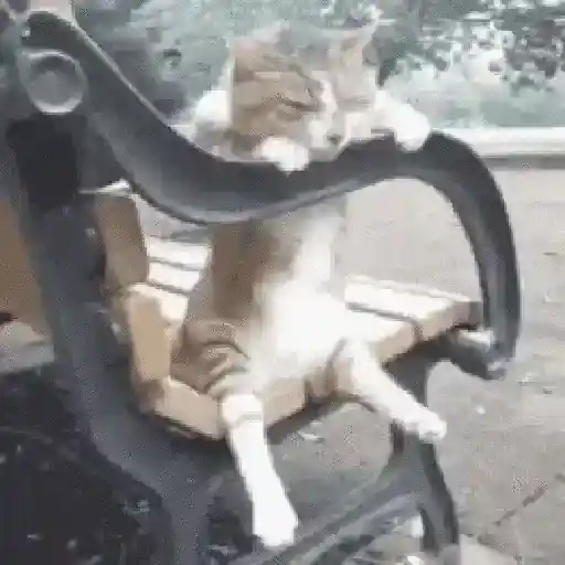 Gatos Curiosos😼👁️🗨️