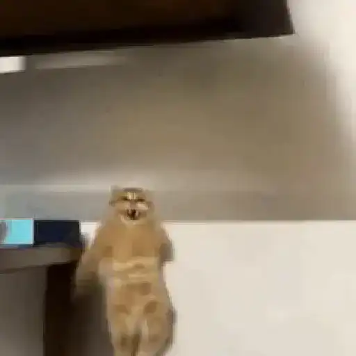 Gatos Curiosos😼👁️🗨️