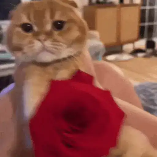 Gatos Curiosos😼👁️🗨️