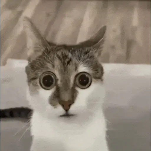 Gatos Curiosos😼👁️🗨️