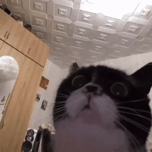 Gatos Curiosos😼👁️🗨️