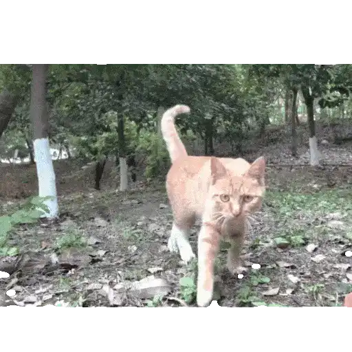 Gatos Curiosos😼👁️‍🗨️ 